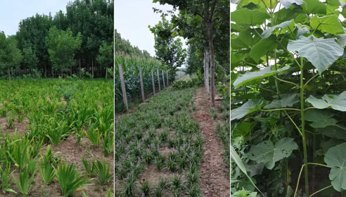 如何确定河南白蠟苗的(de)施肥量？